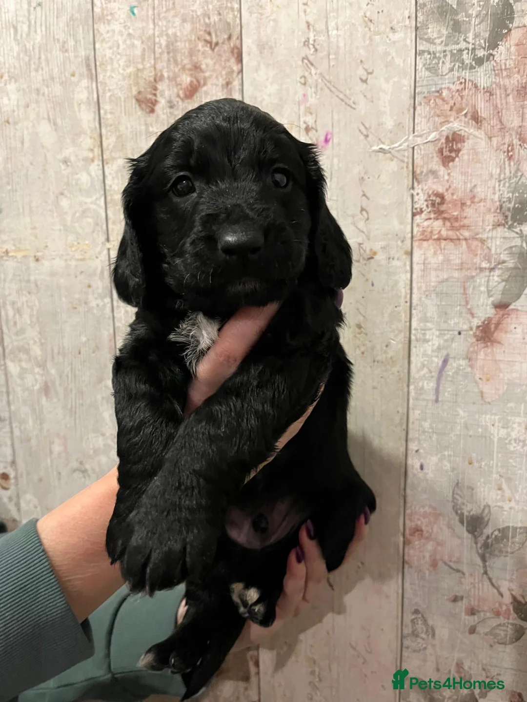Mixed Breed dogs for sale: Beautiful Sprockerpoo puppies 😍 - Advert 9