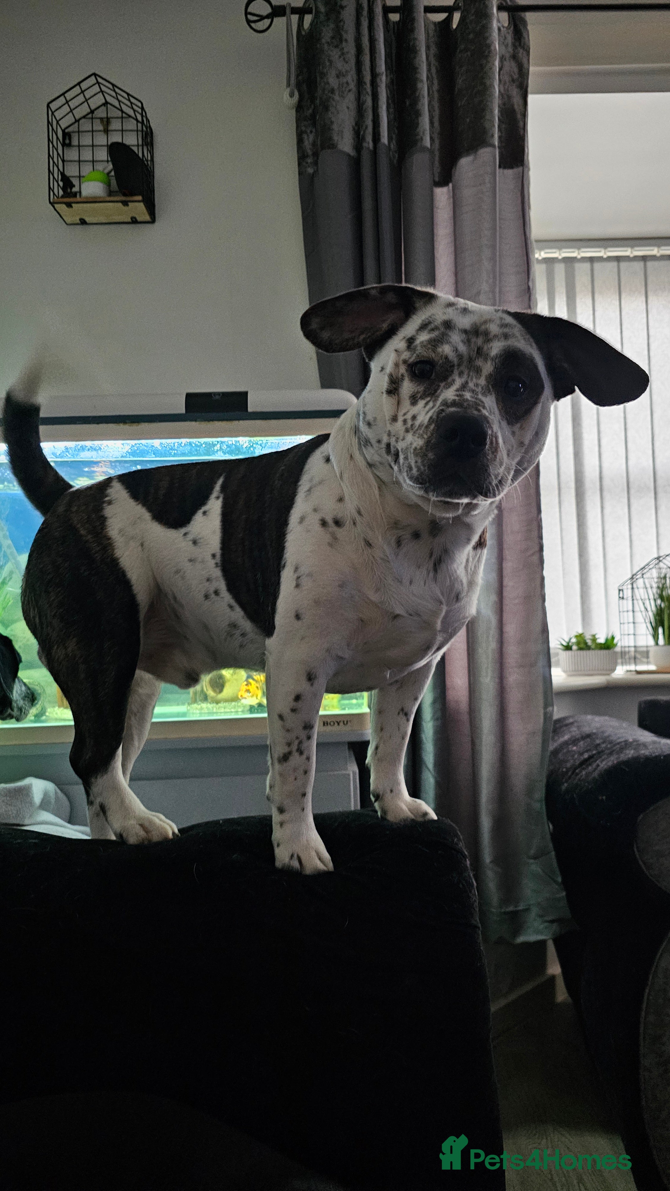 Mixed Breed dogs 2yr old Male for sale - Advert 4
