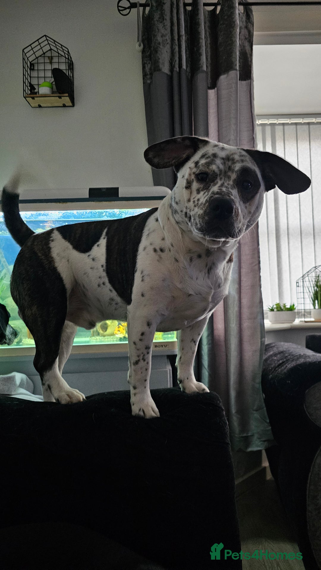 Mixed Breed dogs for sale: 2yr old Male for sale - Advert 2