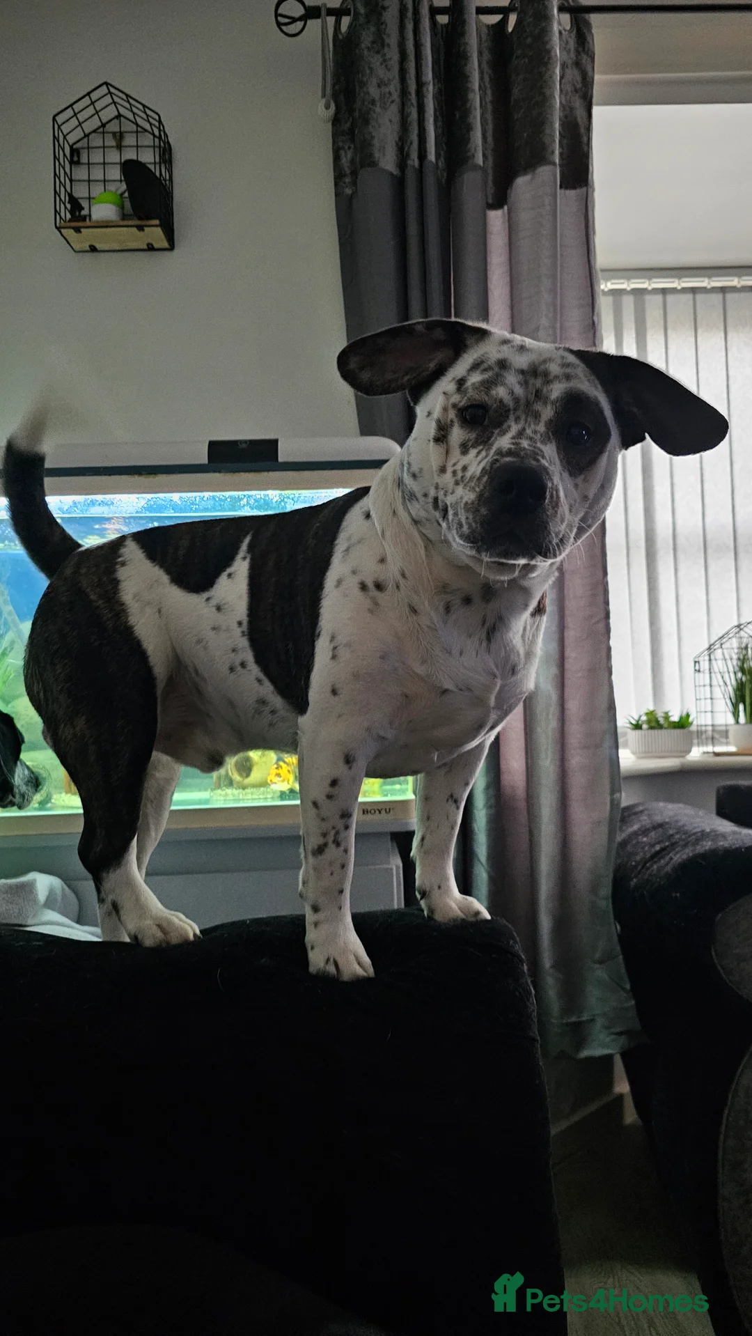 Mixed Breed dogs for sale: 2yr old Male for sale - Advert 1