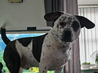 Mixed Breed dogs 2yr old Male for sale - Advert 4