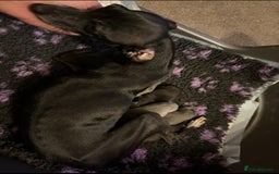 Italian Greyhound dogs for sale: KC Italian Greyhound Puppies  - Image 4