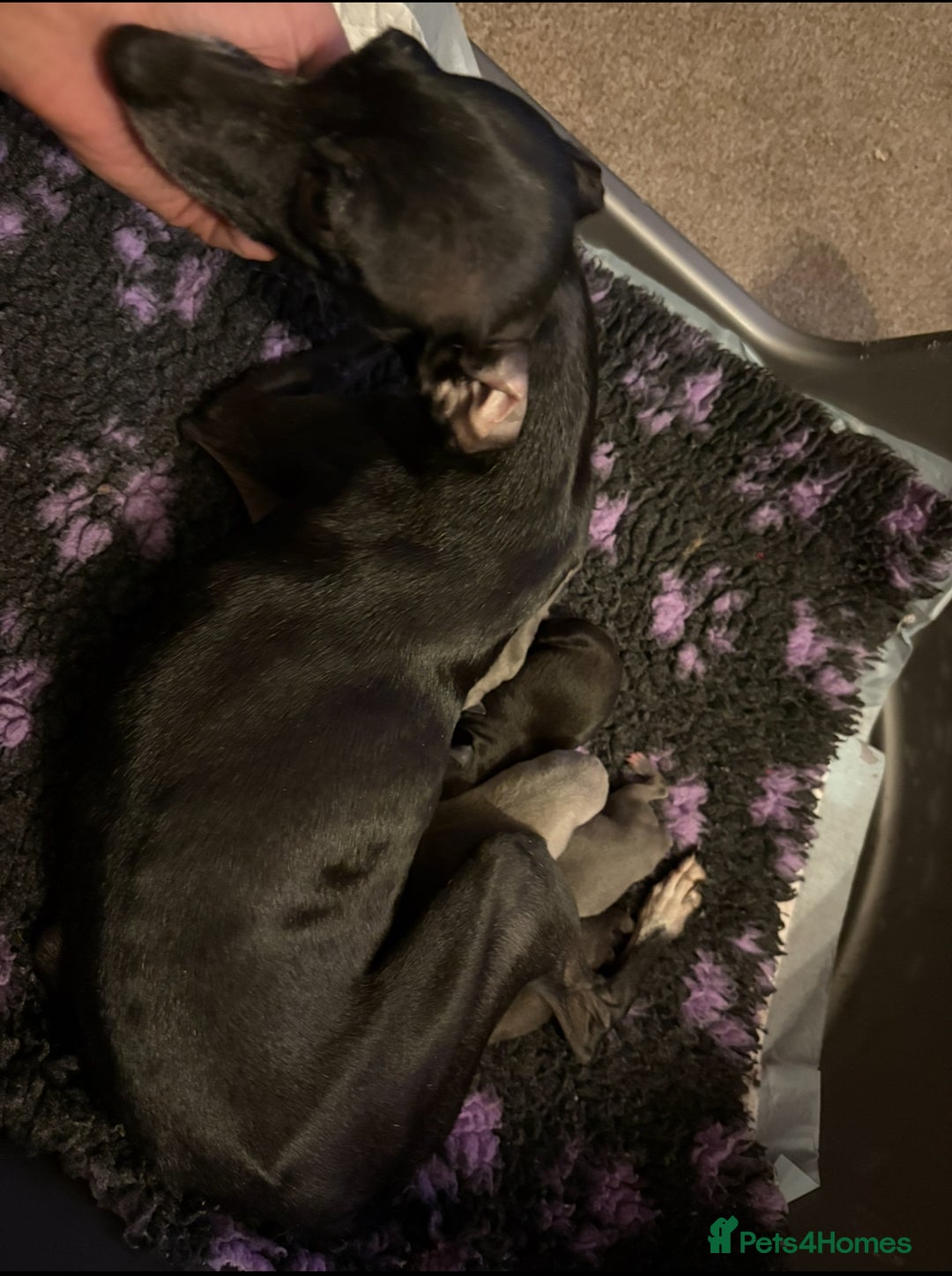 Italian Greyhound dogs for sale: KC Italian Greyhound Puppies  - Image 4