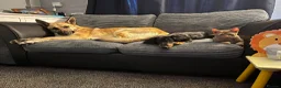 German Shepherd dogs for stud: STUD ONLY German Shepherd  in Ashton-under-Lyne - Advert 2