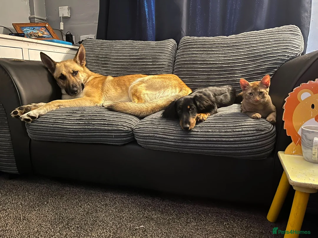 German Shepherd dogs for stud: STUD ONLY German Shepherd  in Ashton-under-Lyne - Advert 2