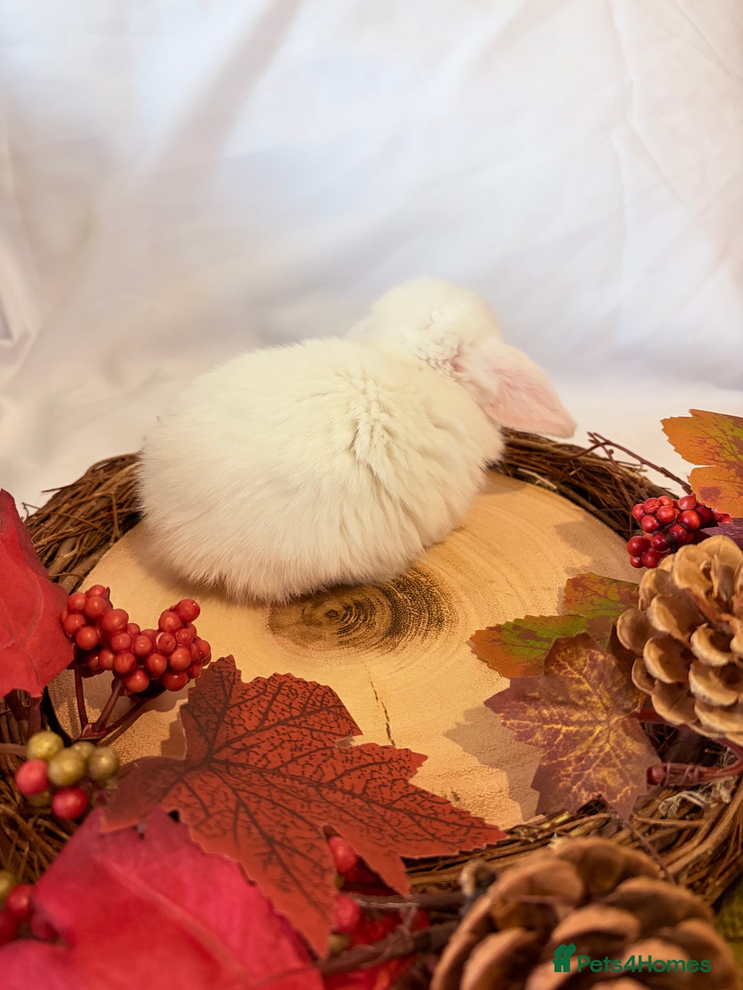 Mini Lop rabbits for sale: Gorgeous Pure Bred Mini Lops 💛 | RESERVE NOW 🐰 - Image 9