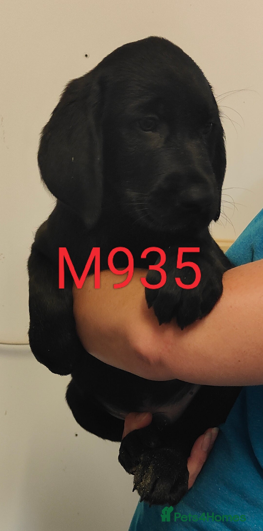 Goldador dogs for sale: Lovely Goldendor / Goldador Puppies - Image 7