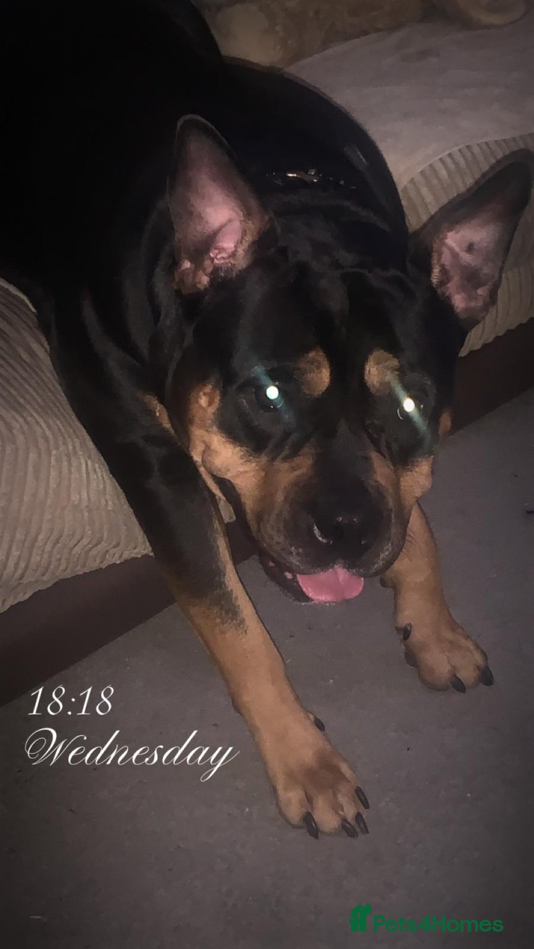 American Bully dogs for sale: 4 year old, female pedigree american bully - Advert 9