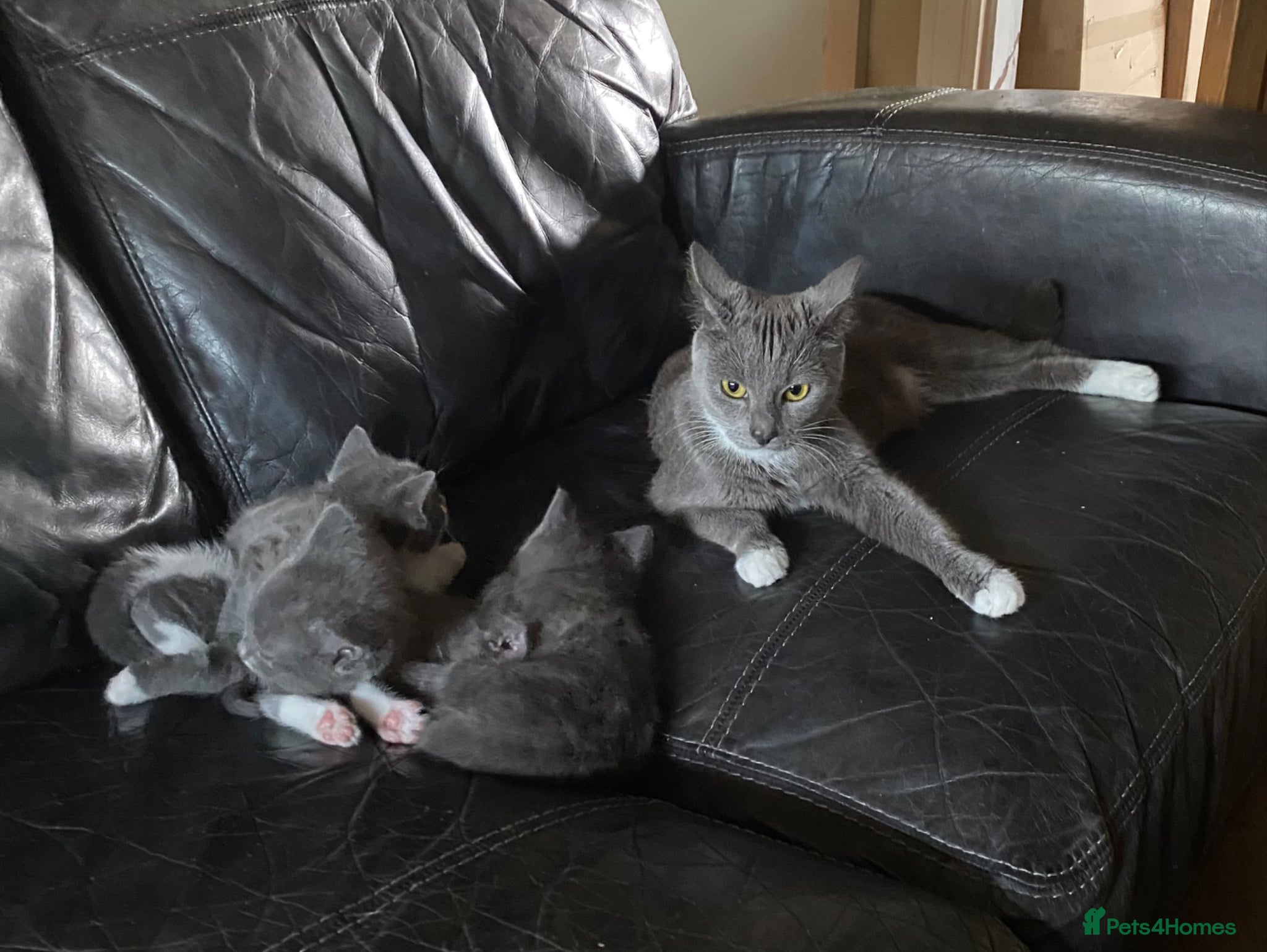 Mixed Breed cats 3 gorgeous kittens ready for new home - Advert 6