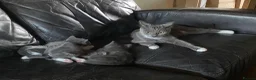 Mixed Breed cats for sale: 3 gorgeous kittens ready for new home - Advert 1