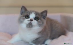 British Shorthair cats for sale: BSH/BLH Females TICA Reg  - Image 17