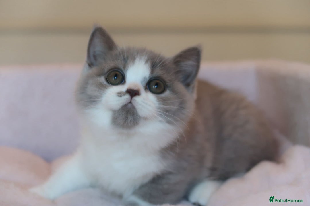 British Shorthair cats for sale: BSH/BLH Females TICA Reg  - Image 17