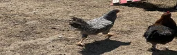 Chickens poultry for sale: Pure Breed Cockerels  - Advert 5