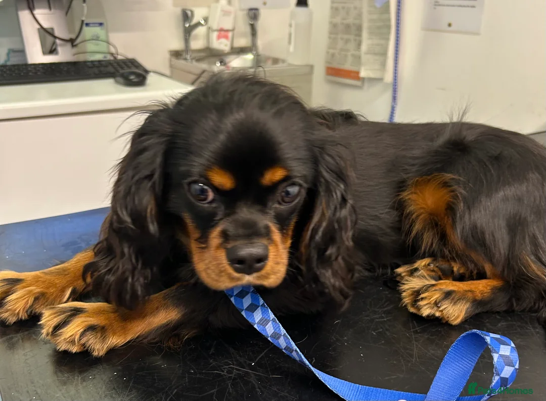 Cavalier King Charles Spaniel dogs for stud: Fully health tested Black and Tan stud.  in Wrexham - Advert 5