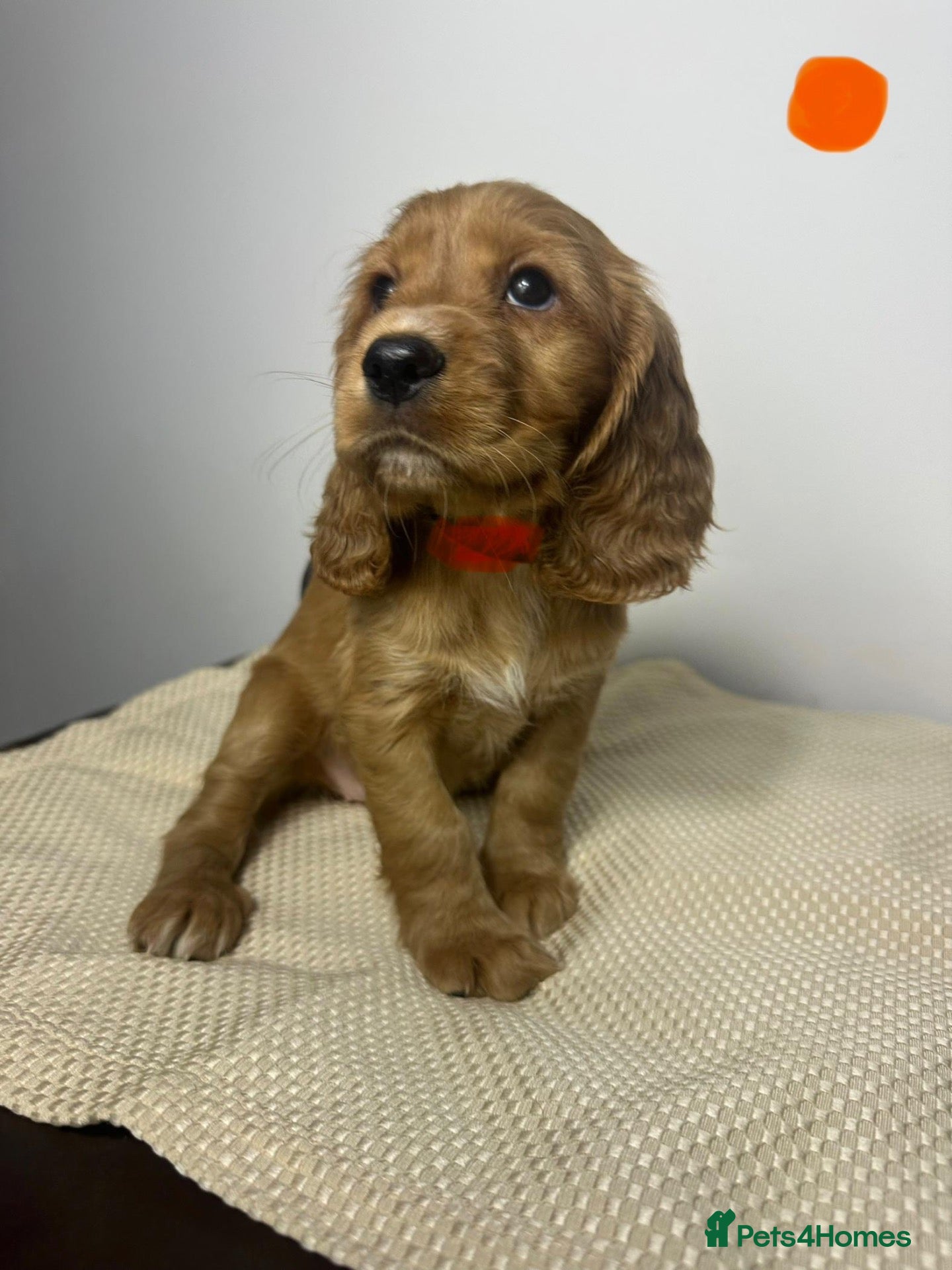 Cocker Spaniel dogs for sale: Cocker Spaniel Puppies - Advert 2