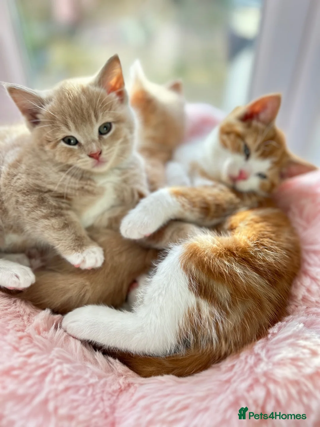 British Shorthair cats for sale: British Shorthair Ragdoll cross kittens  - Advert 2