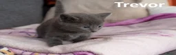 Russian Blue cats for sale: Russian Blue Cross Boy Kitten – Trevor - Advert 17