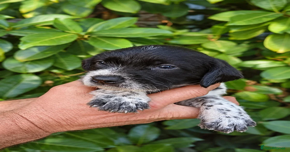 Pointer Mixed Breed Puppies for sale | Pets4Homes
