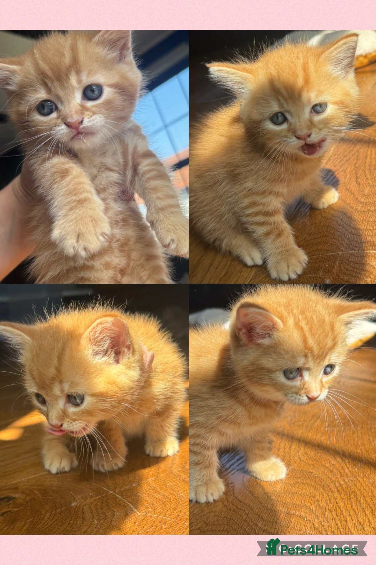 Mixed Breed cats Bsh/bengal x mainecoon (ONE GIRL LEFT) - Advert 2