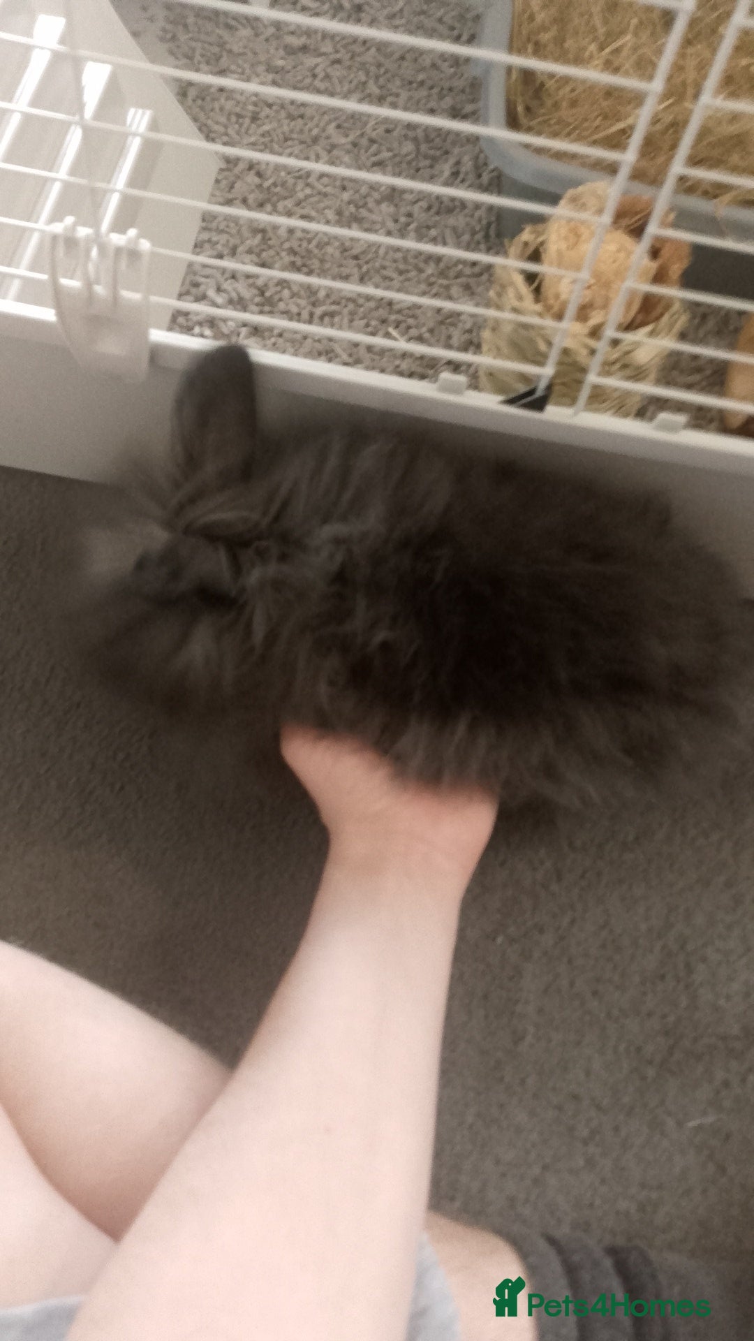 Lionhead rabbits for sale: Lionhead Rabbit - Image 5