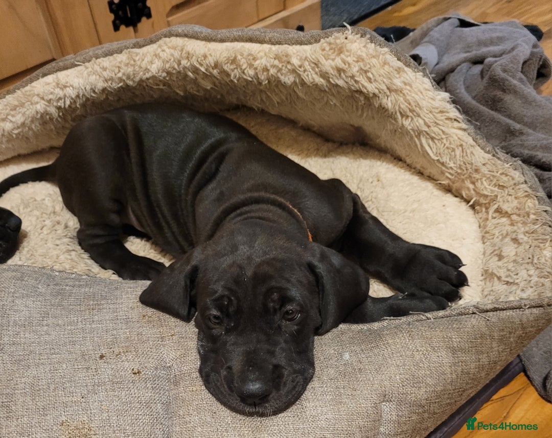 Great Dane dogs for sale: Only 2 beautiful Great Dane girls left. Ready now - Advert 11