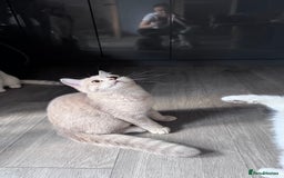 Scottish Fold cats for sale: Scottish fold and Scottish straight Tica pedigree  in Croydon - Image 19