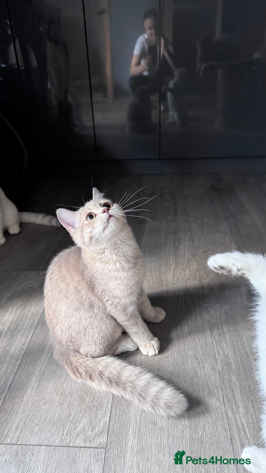 Scottish Fold cats for sale: Scottish fold and Scottish straight Tica pedigree  in Croydon - Image 19