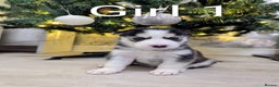 Siberian Husky dogs for sale: Stunning Siberian Husky Puppies for Sale 🐾 - Advert 7
