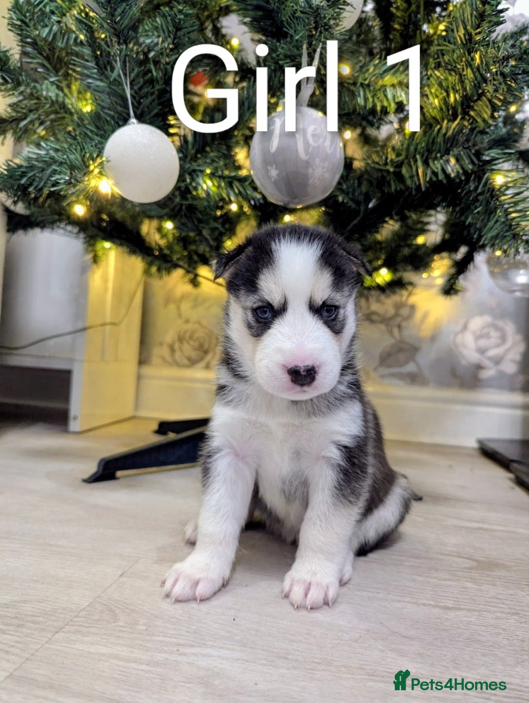 Siberian Husky dogs for sale: Stunning Siberian Husky Puppies for Sale 🐾 - Advert 7