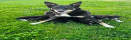Mixed Breed dogs for sale: Kelpie cross Collie  - Advert 9