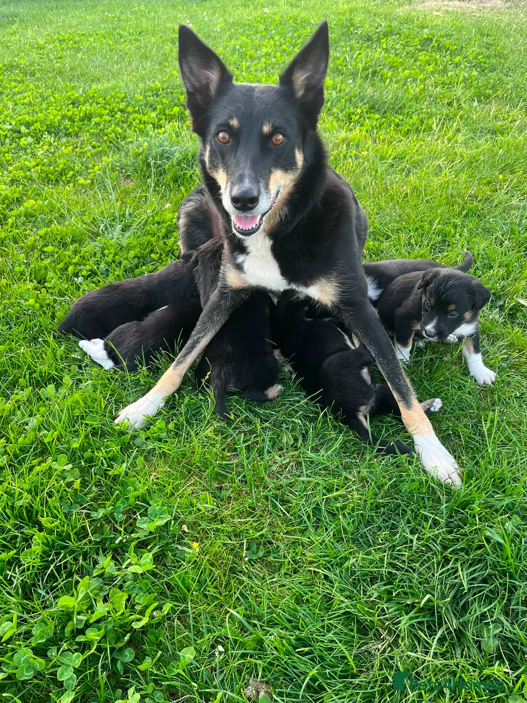 Mixed Breed dogs for sale: Kelpie cross Collie  - Advert 9