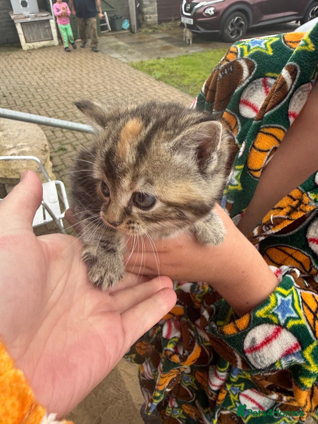 Mixed Breed cats for sale: 1 female rare ginger kitten & 1 female tabby  - Advert 4