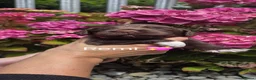 Sprocker dogs for sale: Working sprocker spaniels - Advert 6