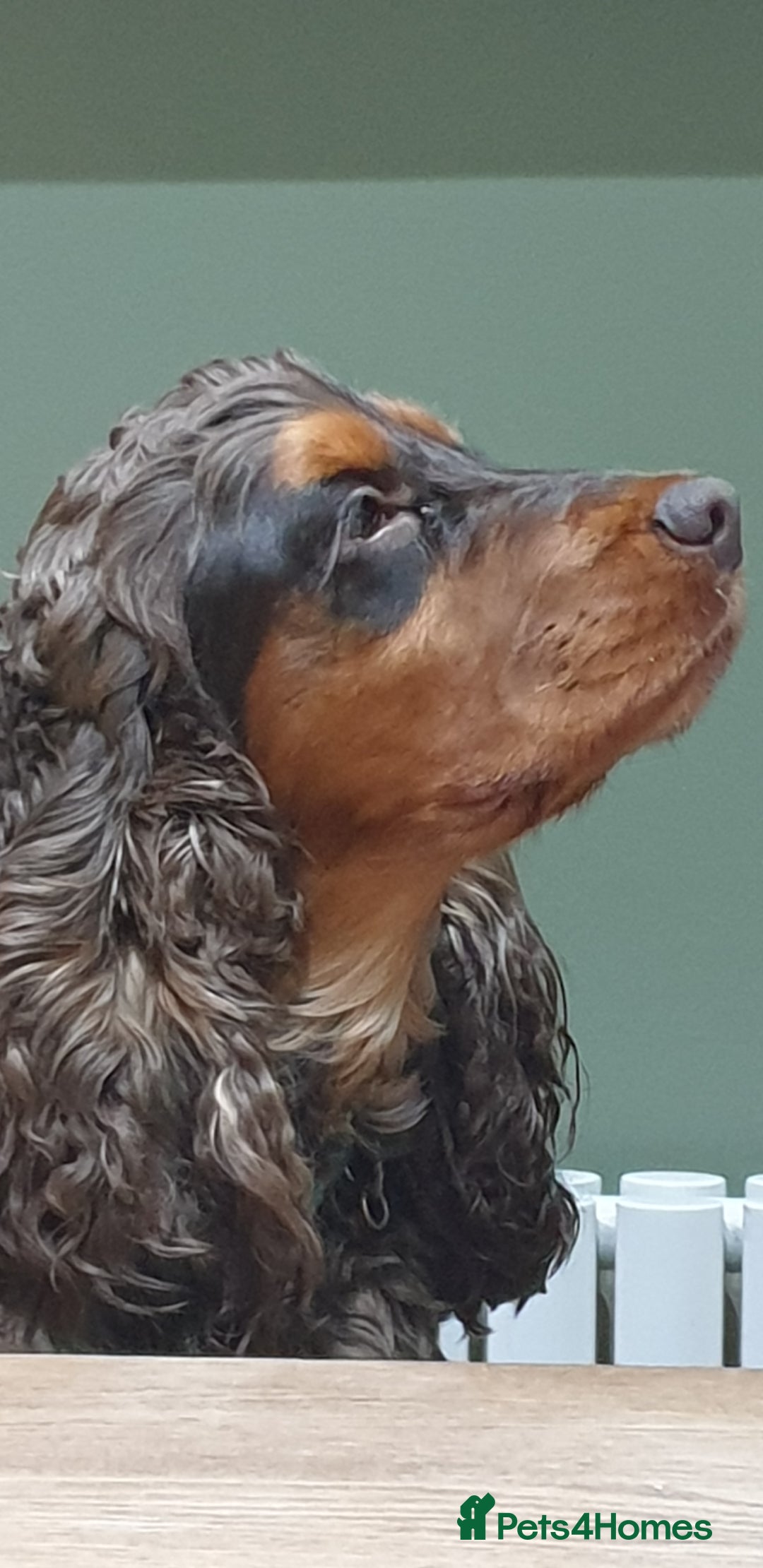 Cocker Spaniel dogs for stud: SHOW COCKER SPANIEL 🐕 health tested stud  in Brentwood - Advert 16