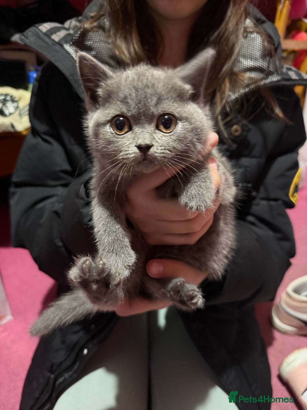 British Shorthair cats for sale: British Shorthair Kittens - Advert 4