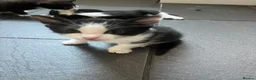 Mixed Breed cats for sale: Beautiful kittens  in Hereford - Advert 4