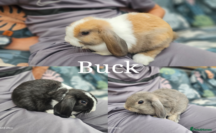 Mini Lop rabbits - Advert 11