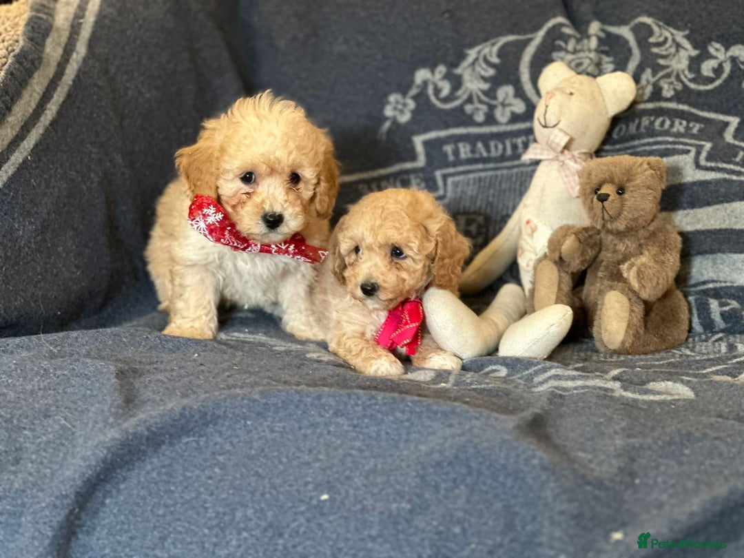 Poochon dogs for sale: Superb litter of Poochon's  - Advert 10