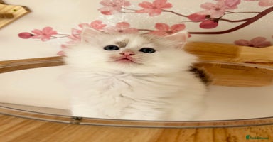 Ragdoll cats - Advert 1