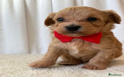 Maltipoo dogs for sale: F1 beautiful maltipoo baby’s 🩵🩷 - Image 7