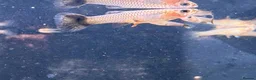 Live Bearers fish for sale: 4 Adult Female Guppies + Many Various Age Fry in Stone - Advert 2