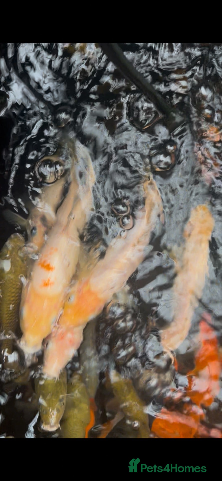 Koi Carp fish Koi Babies  - Advert 1