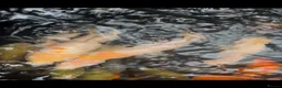 Koi Carp fish for sale: Koi Babies  in Herne Bay - Advert 1