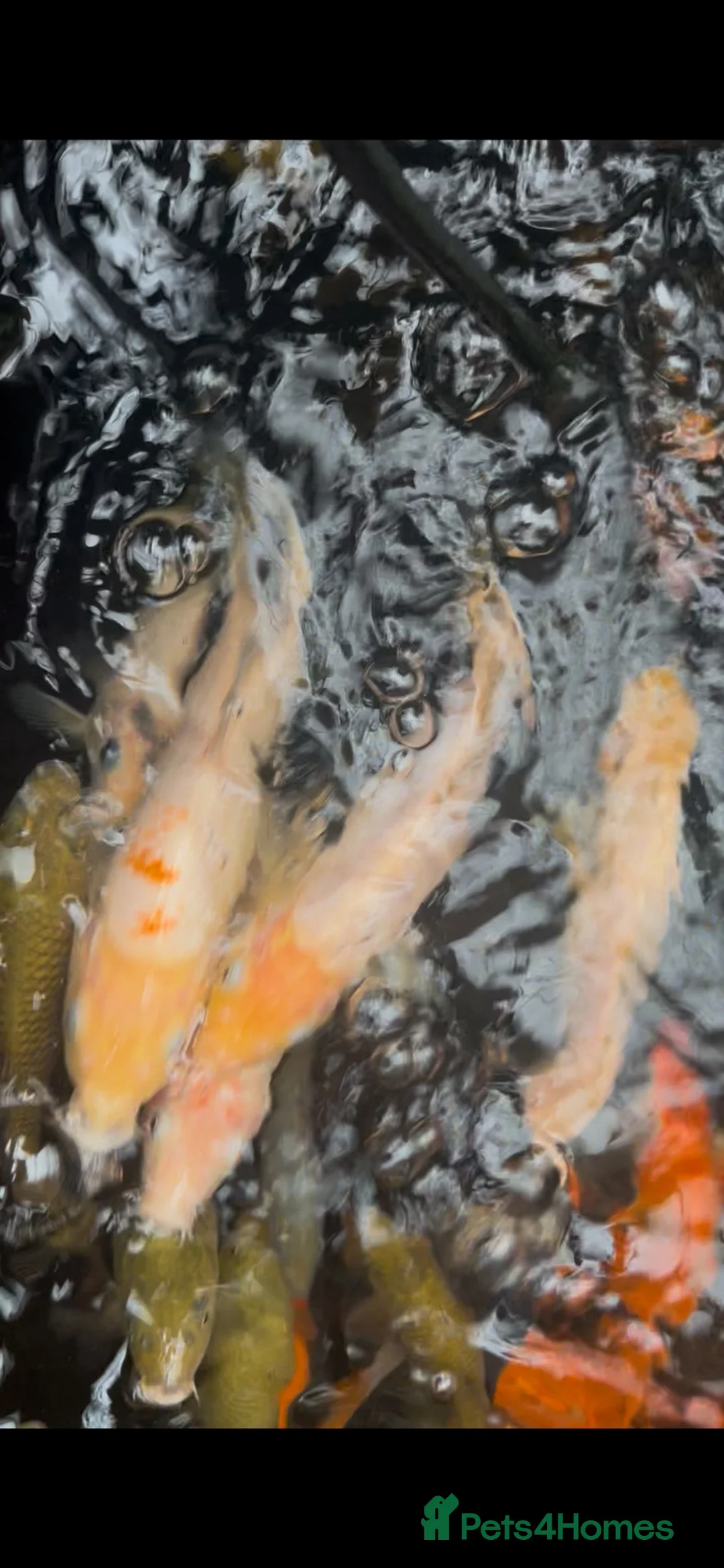 Koi Carp fish for sale: Koi Babies  in Herne Bay - Advert 1