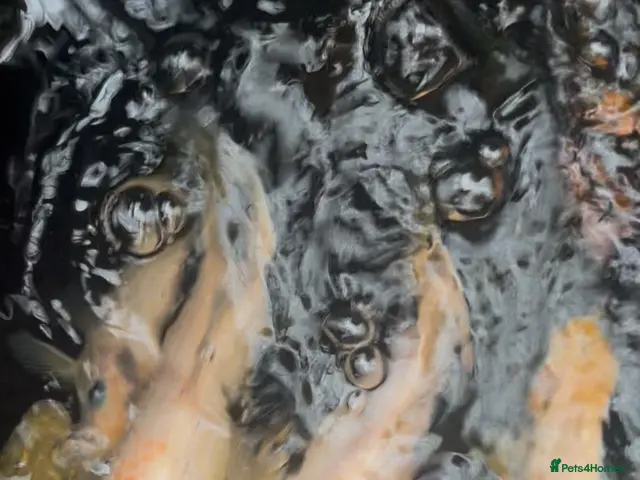 Koi Carp fish for sale: Koi Babies - Advert 1