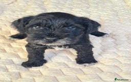 Miniature Schnauzer dogs for sale: KC Registered miniature schnauzer puppies - Image 2
