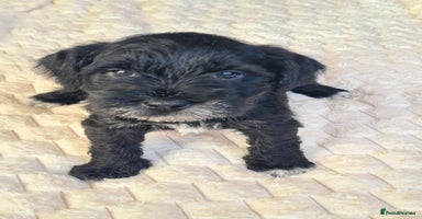 Miniature Schnauzer dogs - Advert 16