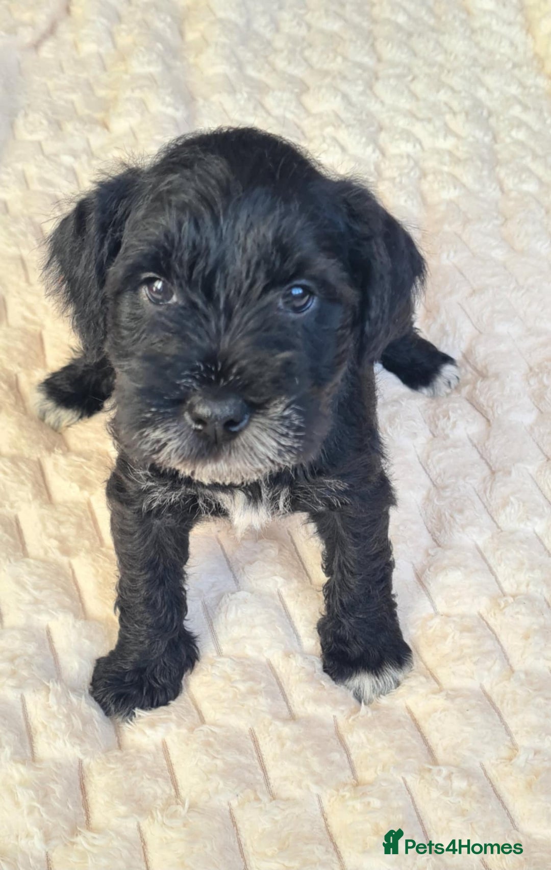 Miniature Schnauzer dogs for sale: KC Registered miniature schnauzer puppies - Image 2