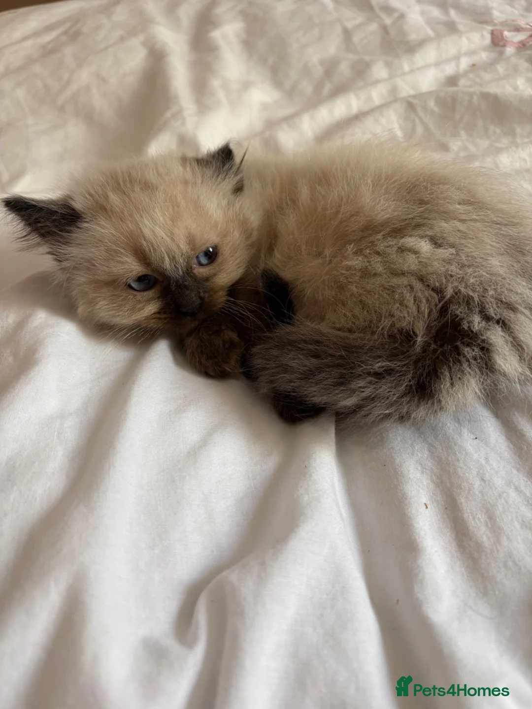 Ragdoll cats for sale: Ragdoll for sale Female  - Advert 2