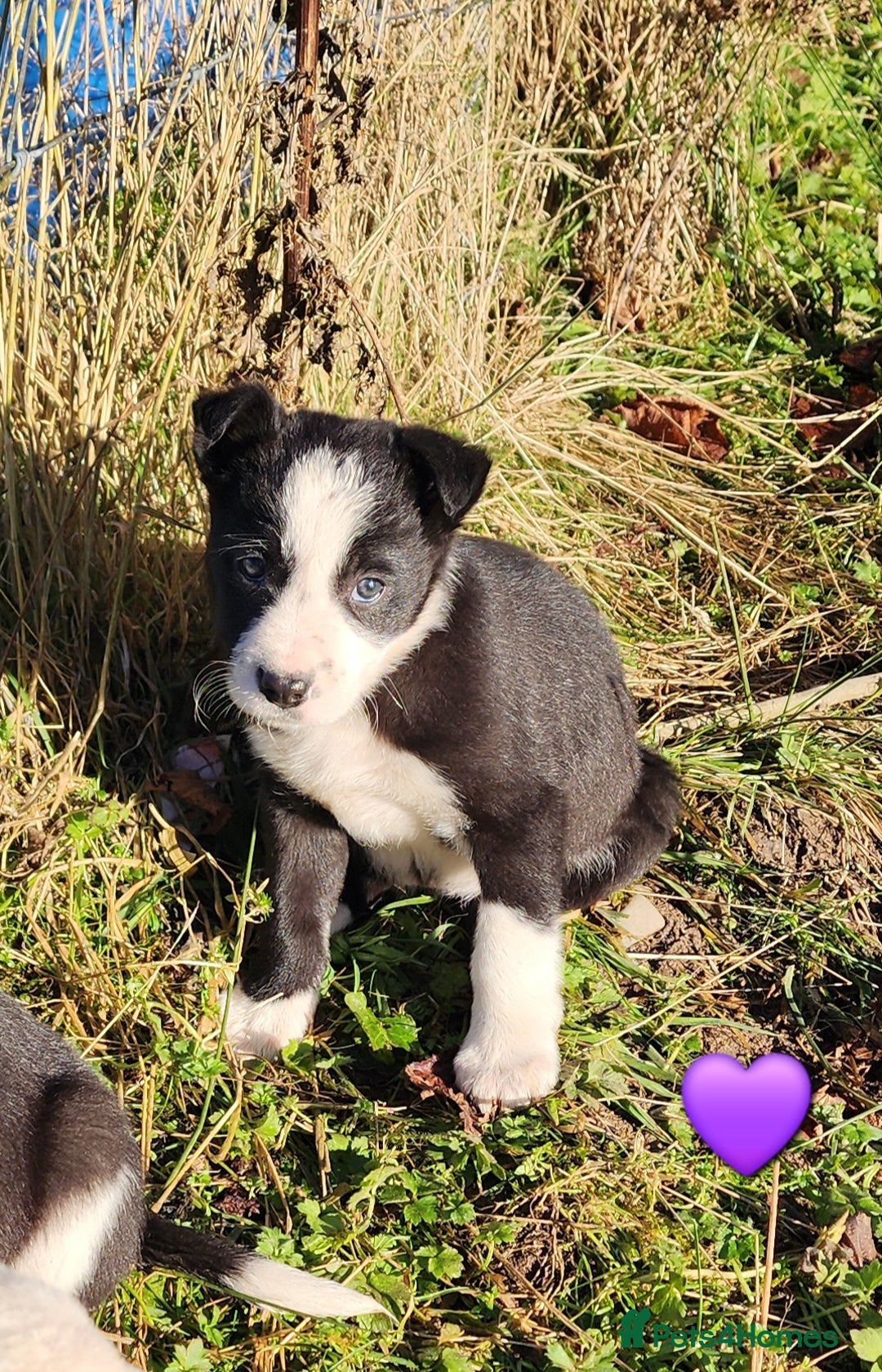 Border Collie dogs for sale: Border Collie Puppies  - Advert 7
